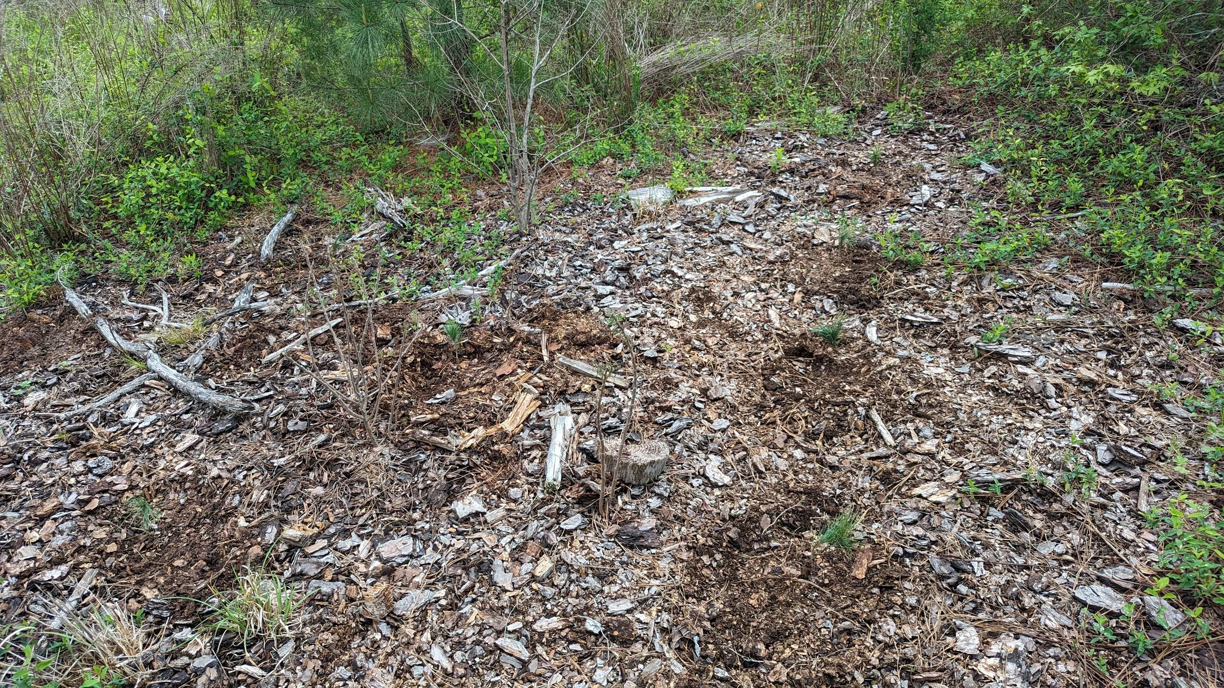 A newly planted row of young trees