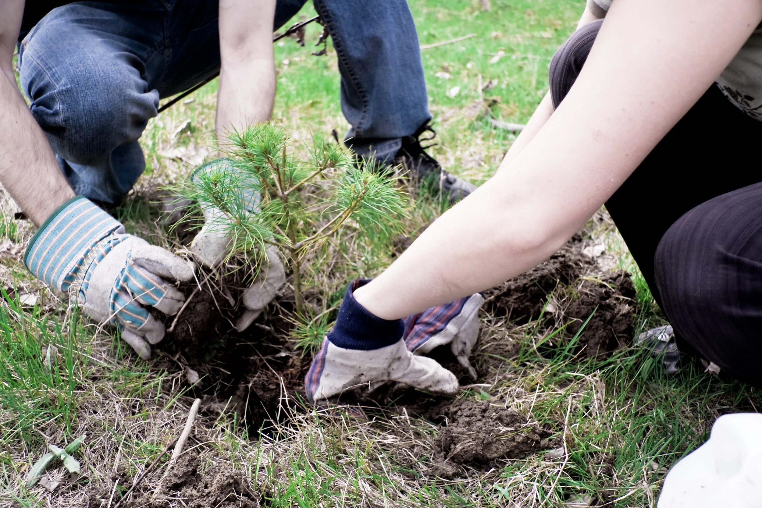 Volunteers planting new native trees