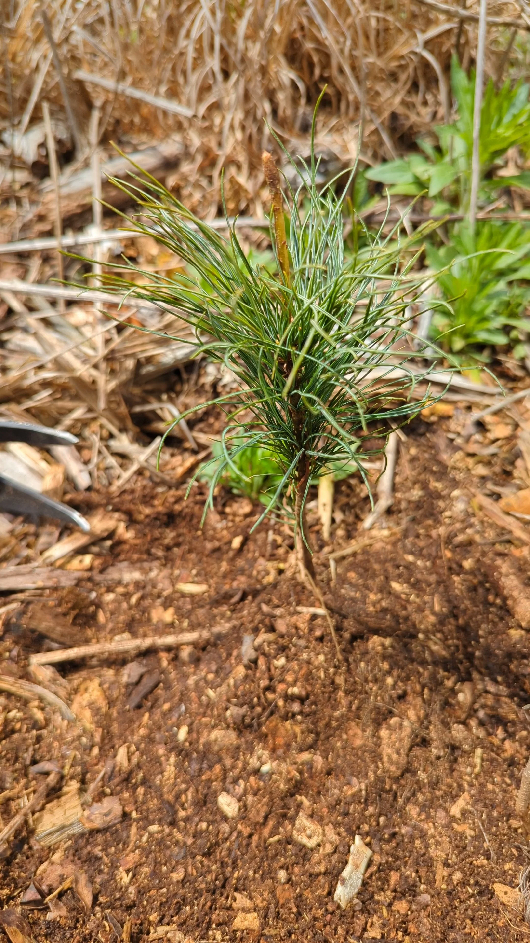 Newly planted tree